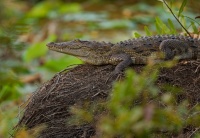 Krokodyl bahenni - Crocodylus palustris - Mugger Swamp Crocodile o9340